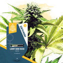 Larry Bird Kush (Zamnesia Seeds) feminisiert