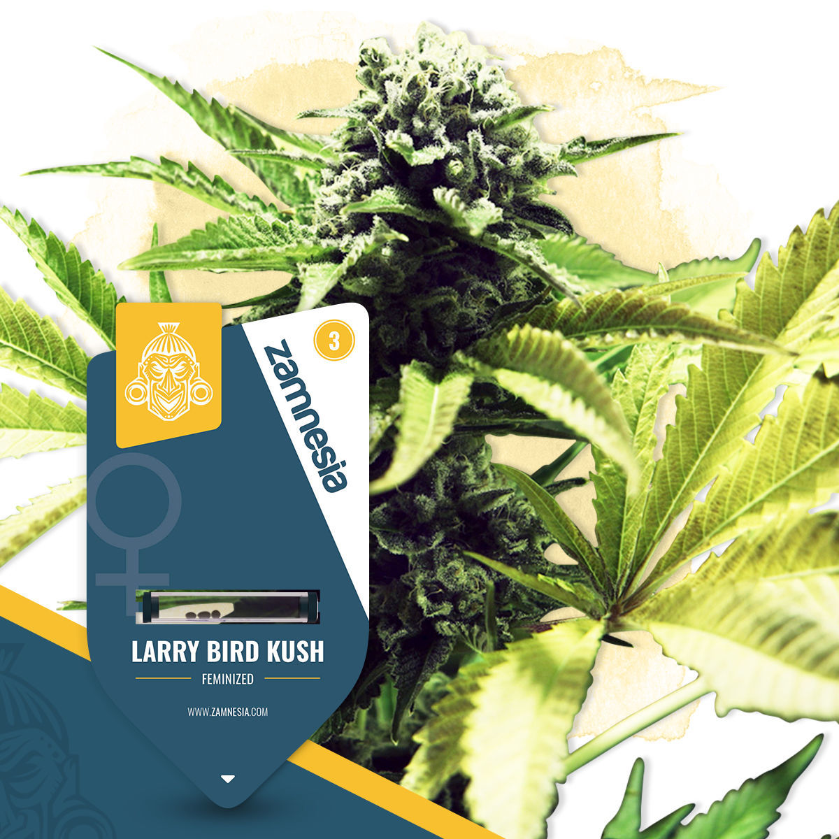 Larry Bird Kush Feminisiert (Zamnesia)
