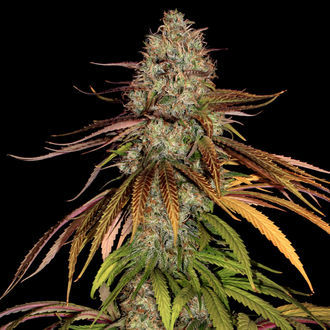 Larry Bird Kush (Zamnesia Seeds) feminisiert