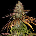 Larry Bird Kush (Zamnesia Seeds) feminisiert