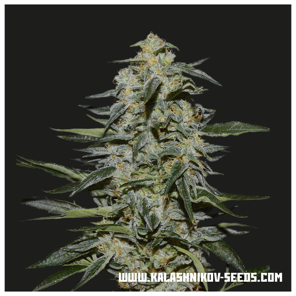 Katyusha (Kalashnikov Seeds) feminisiert