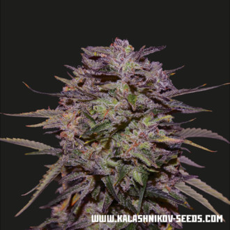 Purple Russian Express (Kalashnikov Seeds) feminisiert