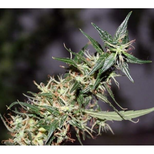 Mango Haze (Mr. Nice) regular