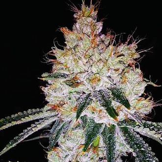 OGesus Auto (Expert Seeds) feminisiert OGesus Auto (Expert Seeds) feminisiert