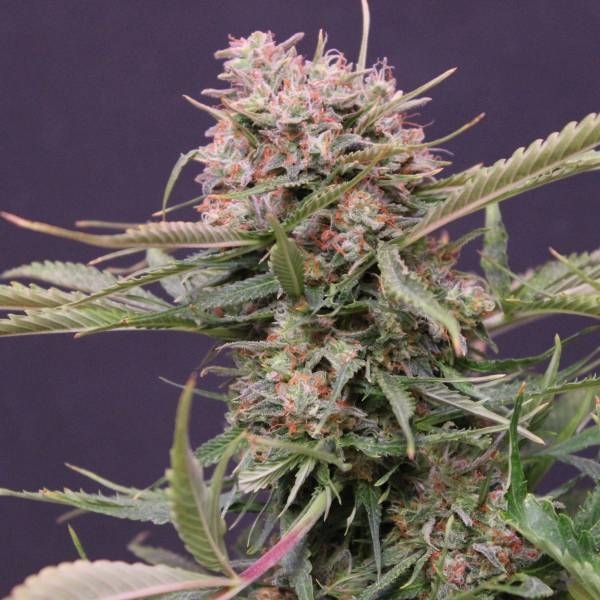 Ny Diesel Auto (G13 Labs)