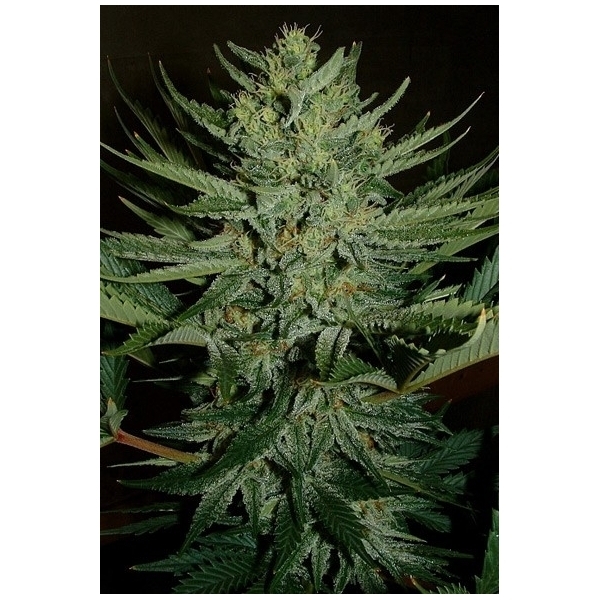 Medicine Man (Mr. Nice) regular