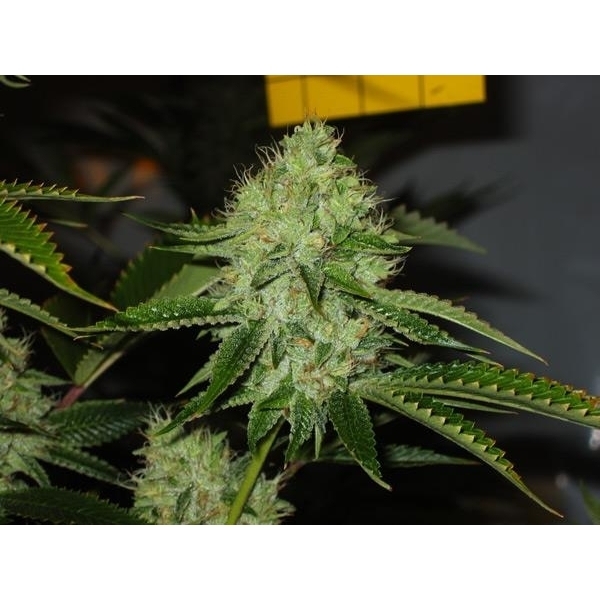 Medicine Man (Mr. Nice) regular