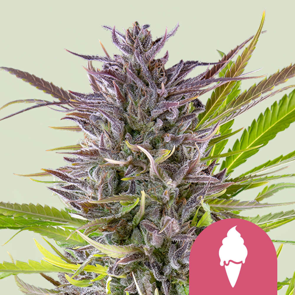 Green Gelato Feminisiert (Royal Queen Seeds)