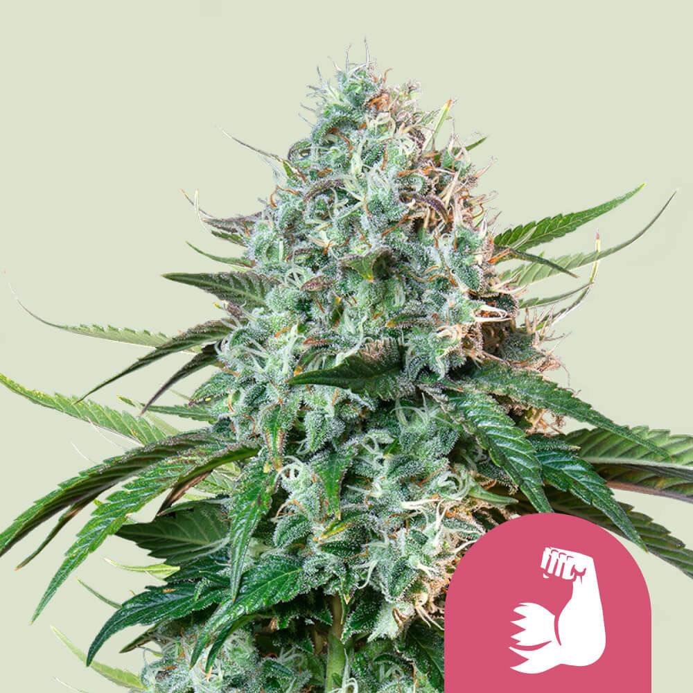 HulkBerry Feminisiert (Royal Queen Seeds)