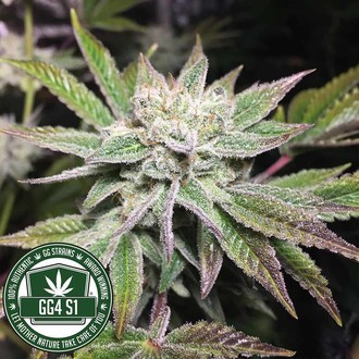 Original Glue | GG4S1 (GGStrains) feminisiert Original Glue | GG4S1 (GGStrains) feminisiert