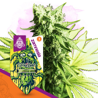 Sticky Beast (Zamnesia Seeds) feminisiert