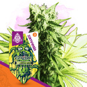Sticky Beast (Zamnesia Seeds) feminisiert
