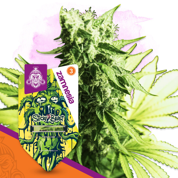 Sticky Beast (Zamnesia Seeds) feminisiert