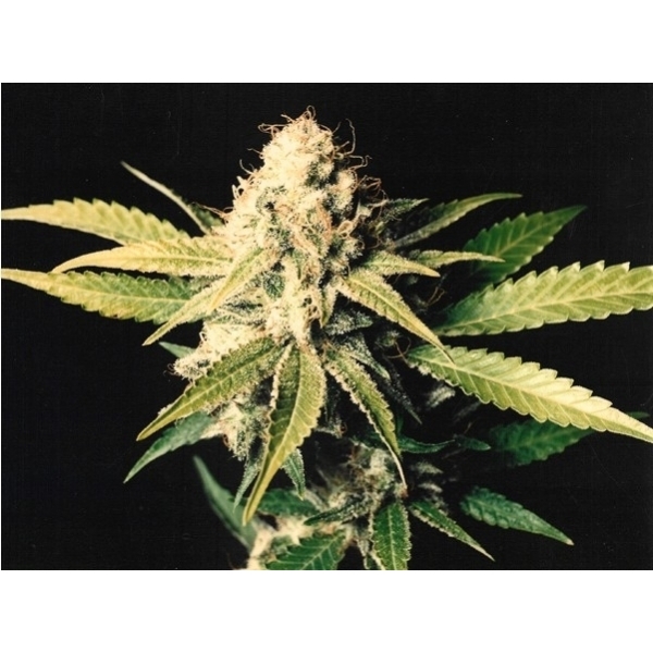 Shark Shock (Mr. Nice) regular