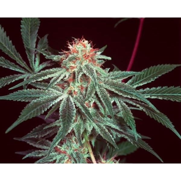 Shark Shock (Mr. Nice) regular