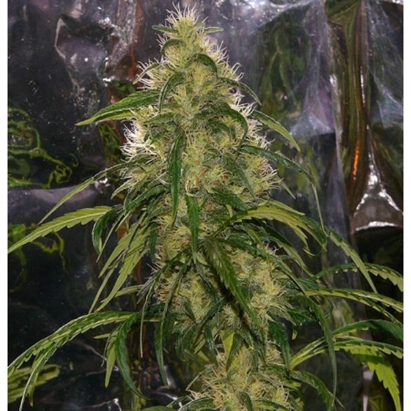 Shit (Mr. Nice) regular