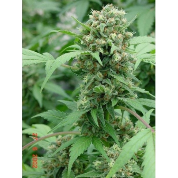 Shit (Mr. Nice) regular