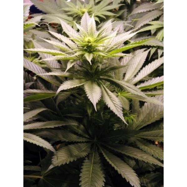 Spice (Mr. Nice) regular