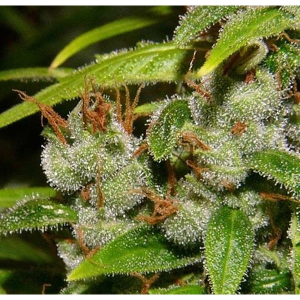 Super Silver Haze (Mr. Nice) regular