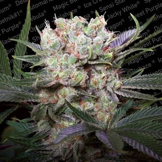 Californian Gold (Paradise Seeds) feminisiert Californian Gold (Paradise Seeds) feminisiert