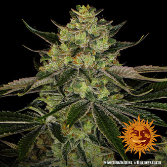 Gorilla Zkittlez (Barney's Farm) Feminisiert Gorilla Zkittlez (Barney's Farm) Feminisiert