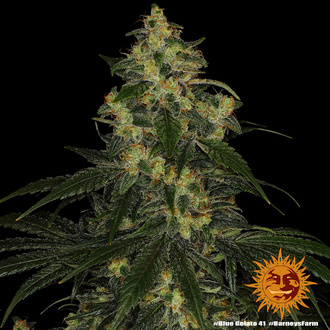 Blue Gelato 41 (Barney's Farm) feminisiert Blue Gelato 41 (Barney's Farm) feminisiert