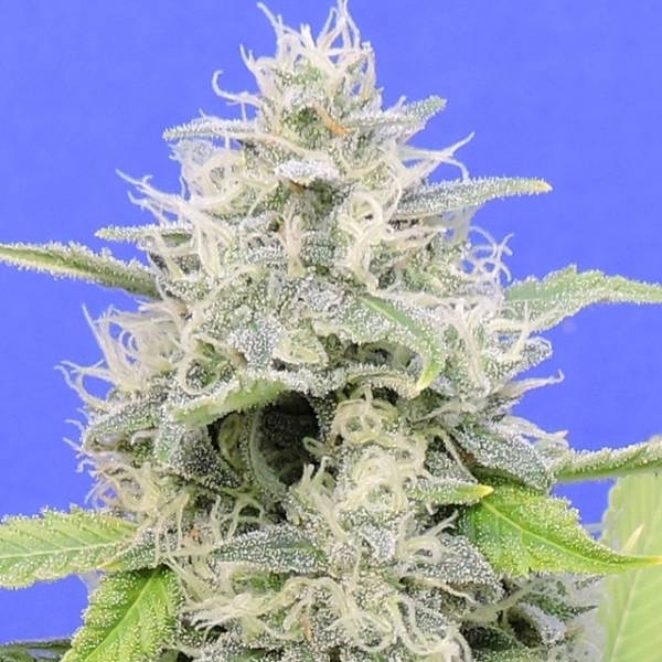 Gorilla Zkittlez Feminisiert (Linda Seeds)