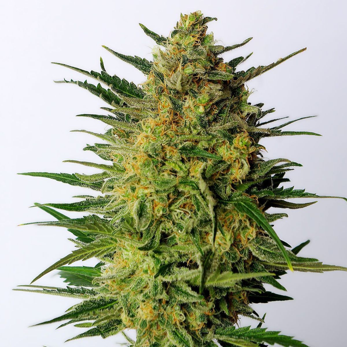Ak-59 Feminisiert (Seeds66)