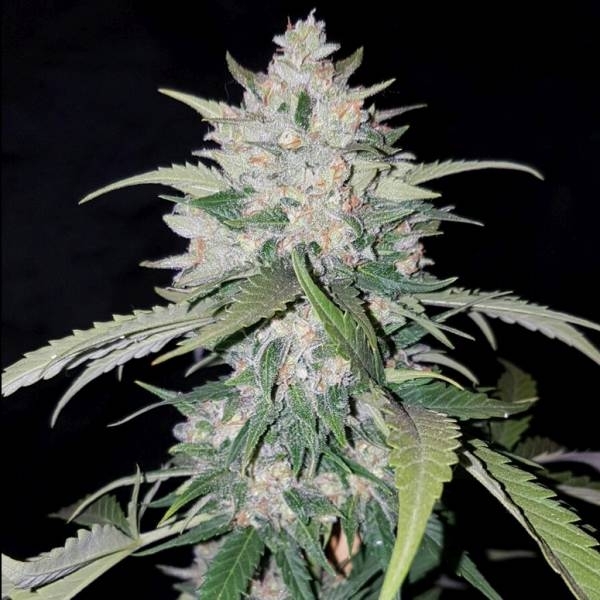 AK Full Auto (Sumo Seeds) feminisiert