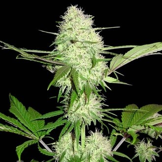 Silver Buddha Haze (Sumo Seeds) feminisiert