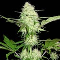 Silver Buddha Haze (Sumo Seeds) feminisiert