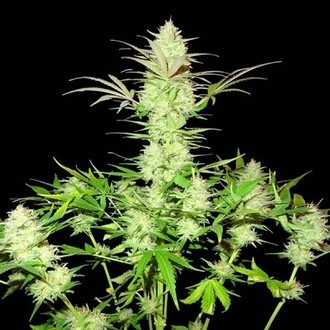 Ultimate AK (Sumo Seeds) feminisiert