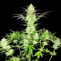 Ultimate AK (Sumo Seeds) feminisiert