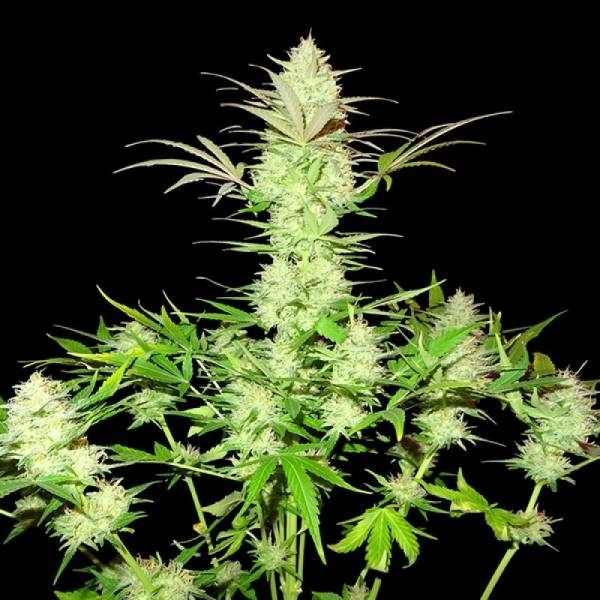 Ultimate AK (Sumo Seeds) feminisiert