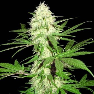 Sumo's Big Bud (Sumo Seeds) feminisiert