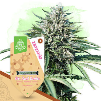 Girl Scout Cookies Automatic (Zamnesia Seeds) feminisiert Girl Scout Cookies Automatic (Zamnesia Seeds) feminisiert