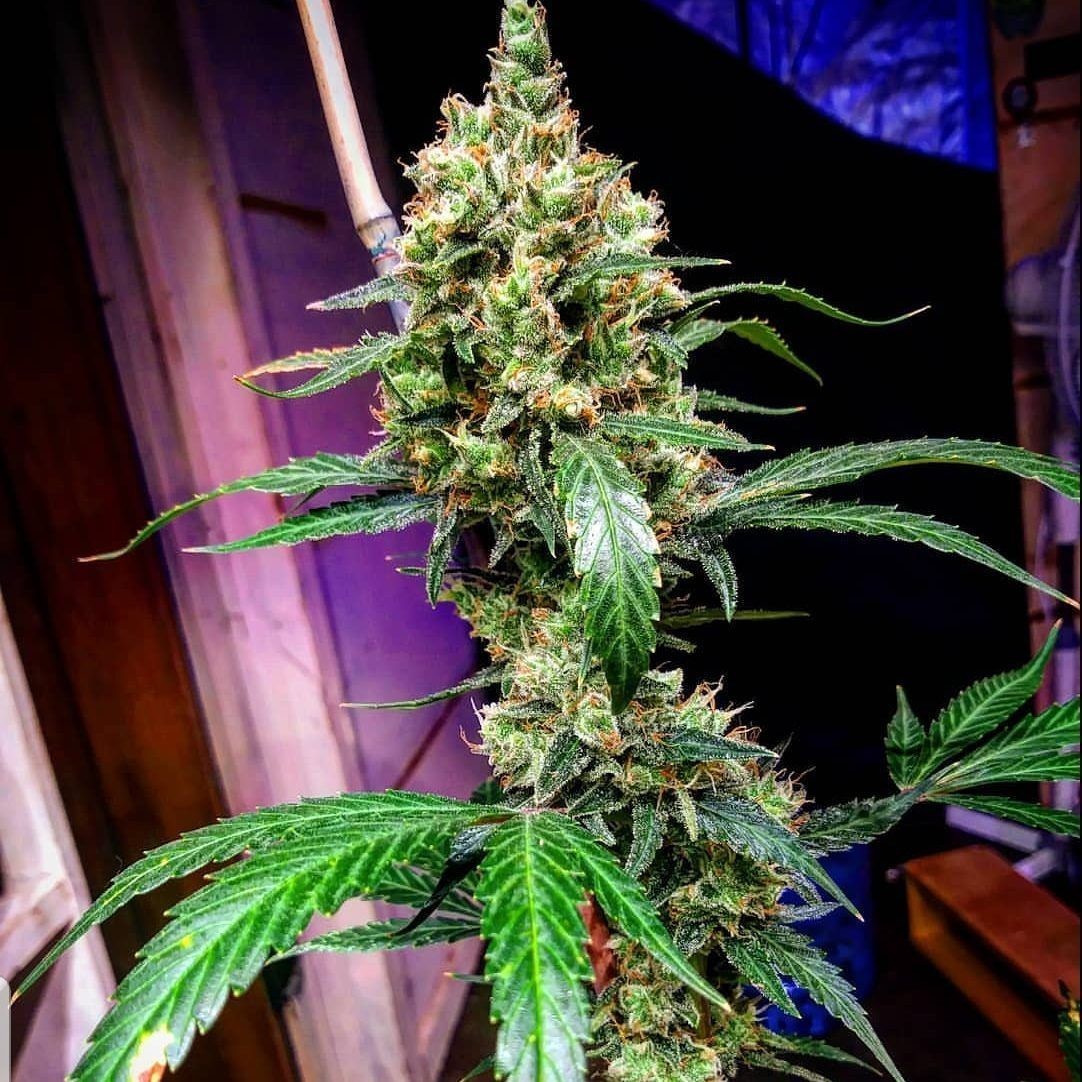 Mandarine Auto (Dutch Genetics)