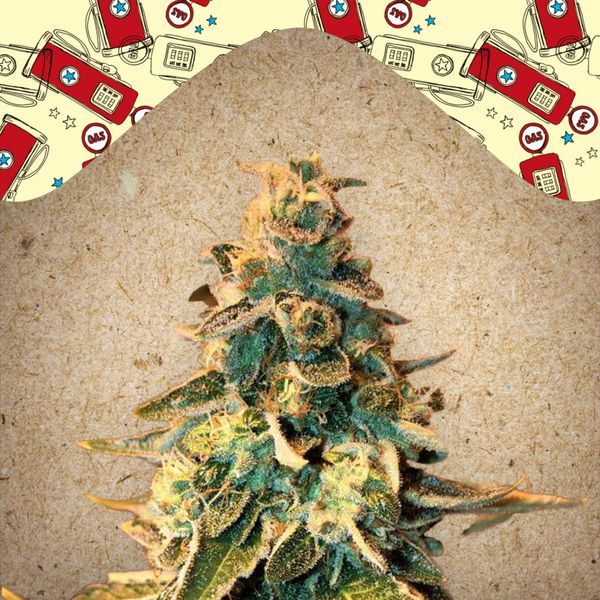 Chem OG (Female Seeds) feminisiert