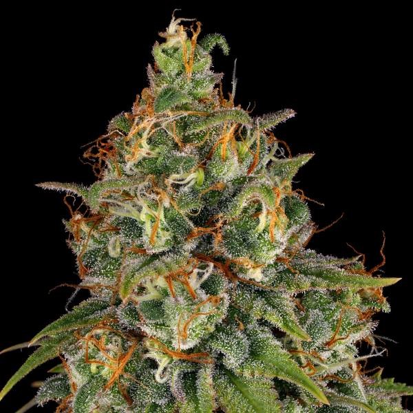 Strawberry AKeil (Serious Seeds) feminisiert