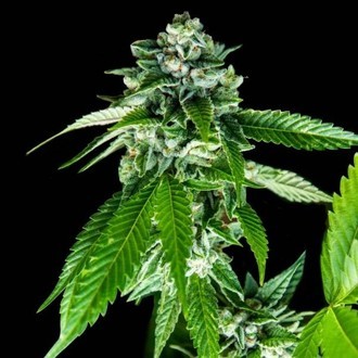 Sorbet Dreams (DNA Genetics) feminisiert