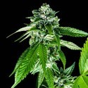 Sorbet Dreams (DNA Genetics) feminisiert