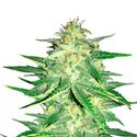 Lemon AK Auto (FastBuds) feminisiert