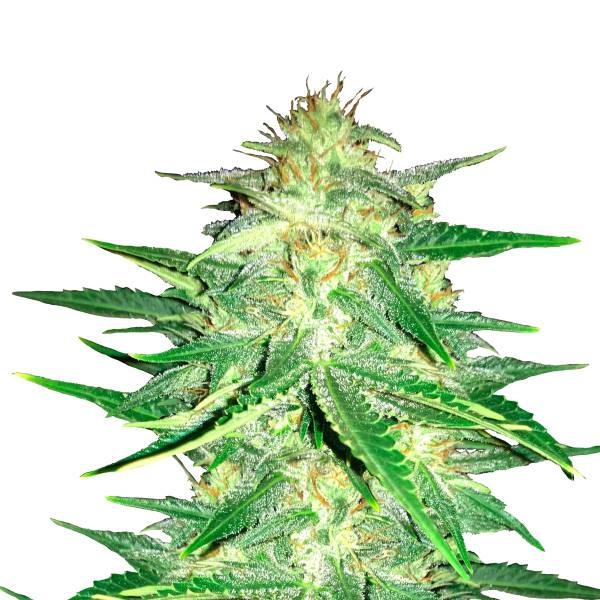 Lemon AK Auto (FastBuds) feminisiert
