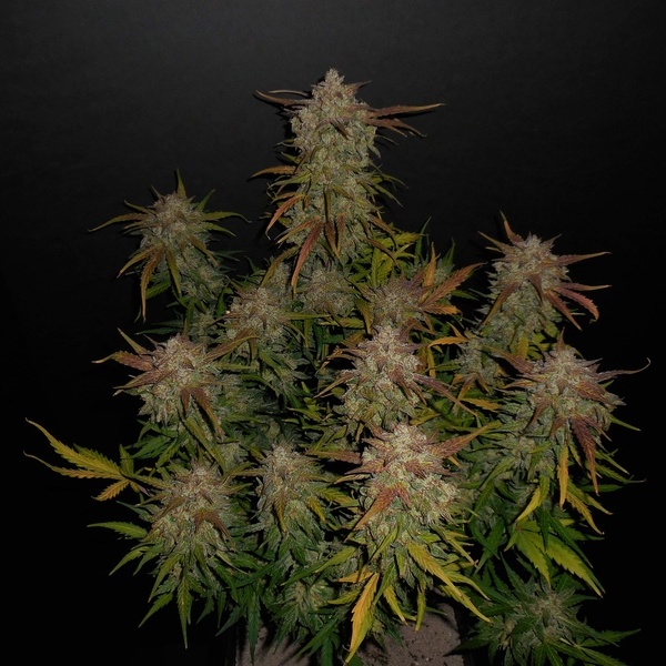 Lemon AK Auto (FastBuds) feminisiert