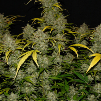 Gelato Auto (FastBuds) feminisiert