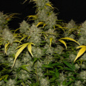 Gelato Auto (FastBuds) feminisiert