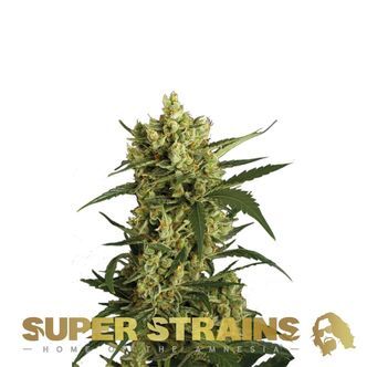 Crackers (Super Strains) feminisiert