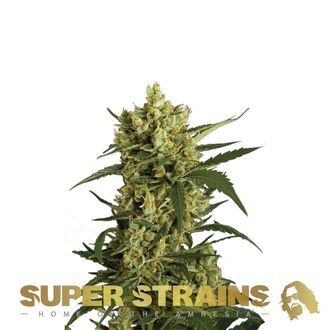 Crackers (Super Strains) feminisiert Crackers (Super Strains) feminisiert