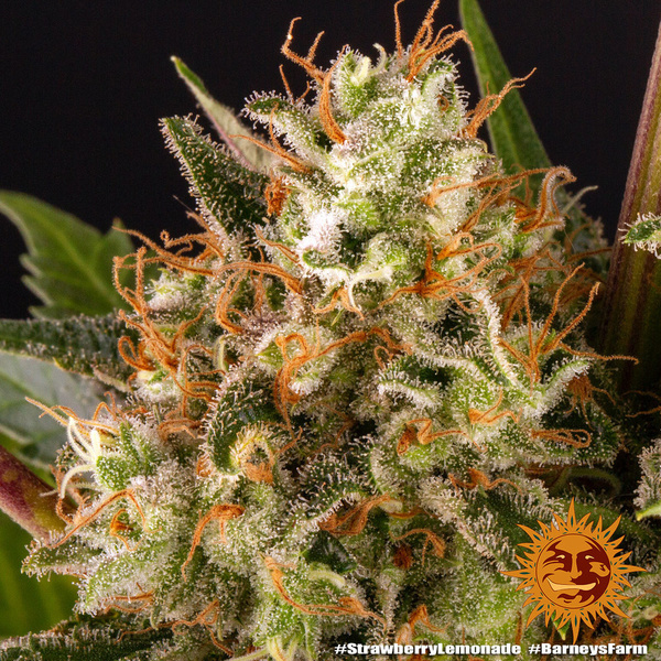 Strawberry Lemonade (Barney's Farm) feminisiert