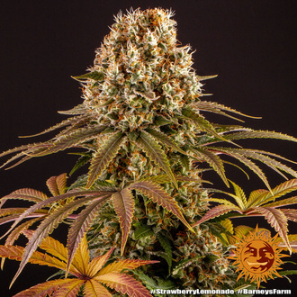 Strawberry Lemonade (Barney's Farm) feminisiert